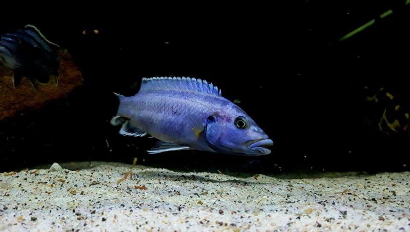 Melanochromis kaskazini